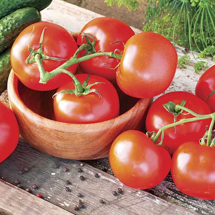 Celebrity Determinate Tomato