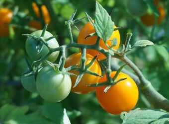 11 Best Cherry Tomato Varieties to Grow in 2024