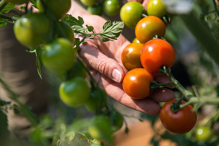 determinate vs indeterminate tomatoes
