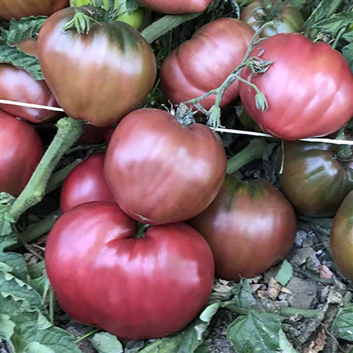 Dwarf Purple Heart Determinate Tomato