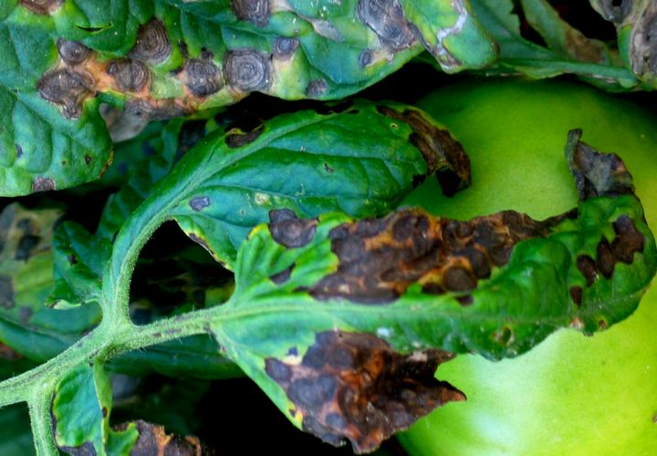 Early Blight disease of tomatoes caused by Alternaria linariae