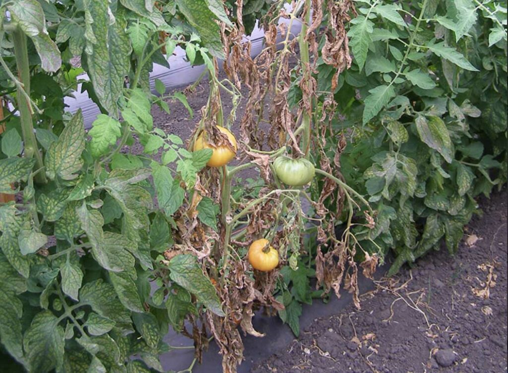 Fusarium Crown and Root Rot diseases of tomatoes caused by Fusarium oxysporum f. sp. radicis-lycopersici (FORL) 