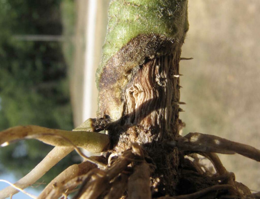 Fusarium Crown and Root Rot Symptoms