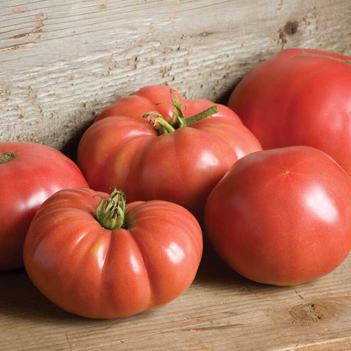 German Johnson Indeterminate Tomatoes
