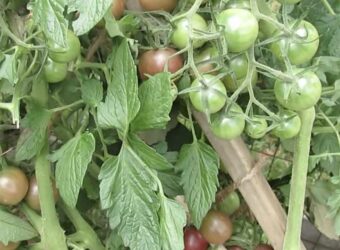 Black Cherry Tomato – Growing Black Cherry Tomatoes