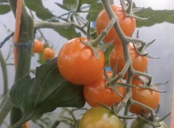 Sungold Tomato – How to Grow Sungold Tomatoes