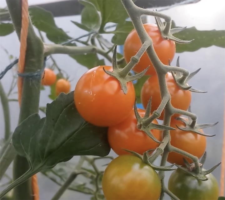 growing sungold tomatoes