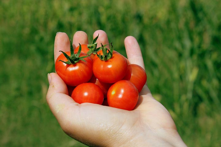 how to grow cherry tomatoes