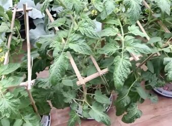 Growing Tomatoes in Pots – How to Grow Tomatoes in Pots?