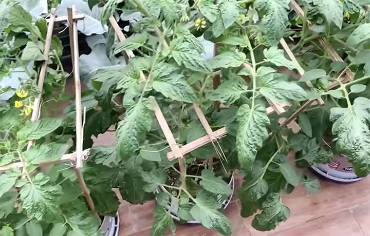How to grow tomatoes in pots?