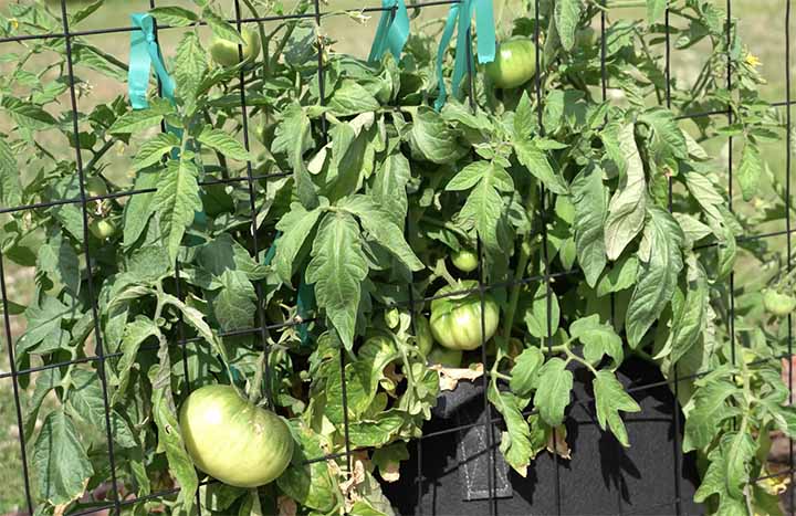 Indeterminate tomato varieties