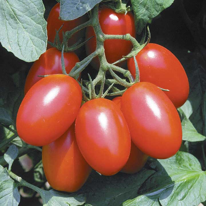 Juliet Indeterminate Tomatoes