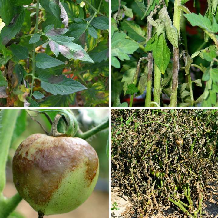 Late Blight on Tomato Leaves, Stem, Fruits and Plant