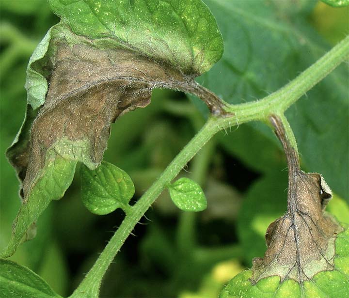 Late blight disease of tomatoes caused by Phytophthora infestans