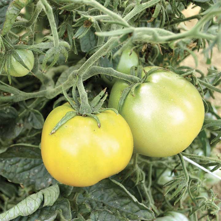 Lime Green Salad Determinate Tomato
