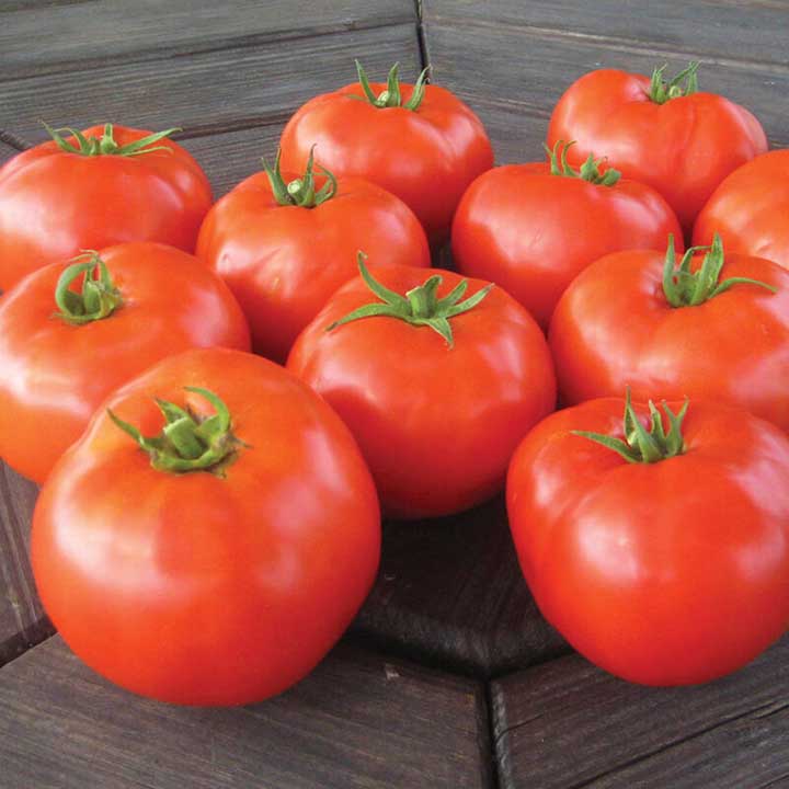 Mountain Merit Determinate Tomato