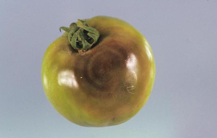 Phytophthora Root Rot on Tomato Fruits