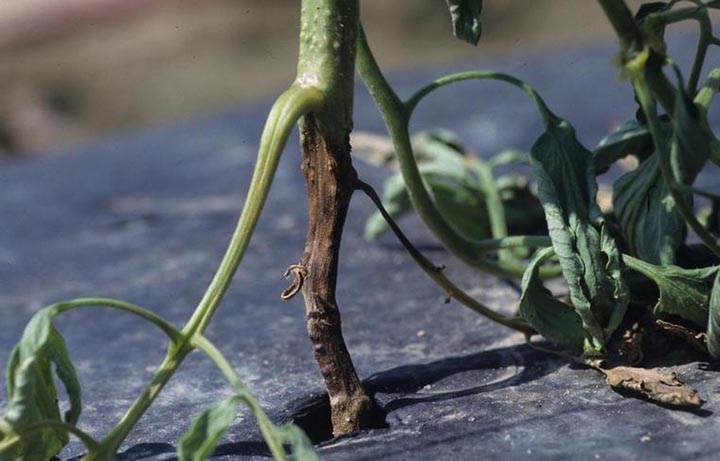 Phytophthora Root Rot disease of tomato caused by Phytophthora parasitica and P. capsici