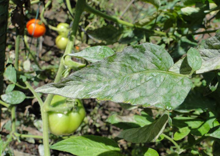Powdery Mildew disease of tomato caused by Leveillula taurica, Oidium neolycopersicum and Oidium lycopersicum