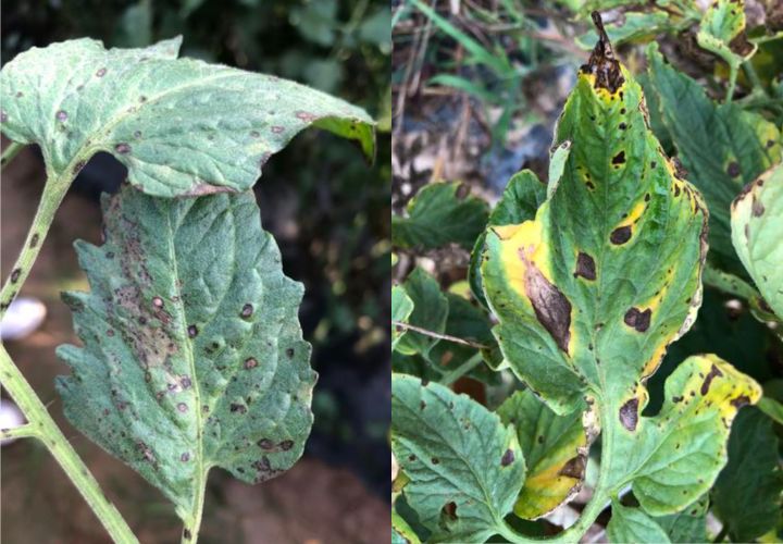 Septoria Leaf Spot vs Early Blight Symptoms
