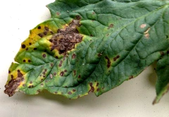 Septoria Leaf Spot disease of tomatoes caused by Septoria lycopersici