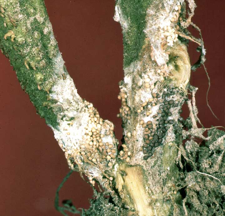 Southern Blight disease of tomatoes caused by Athelia rolfsii