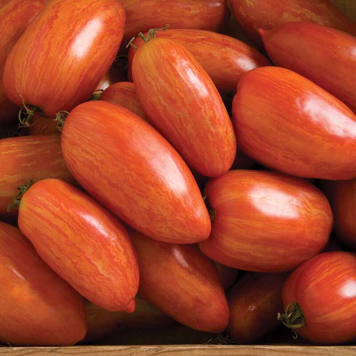 Speckled Roman Indeterminate Tomatoes