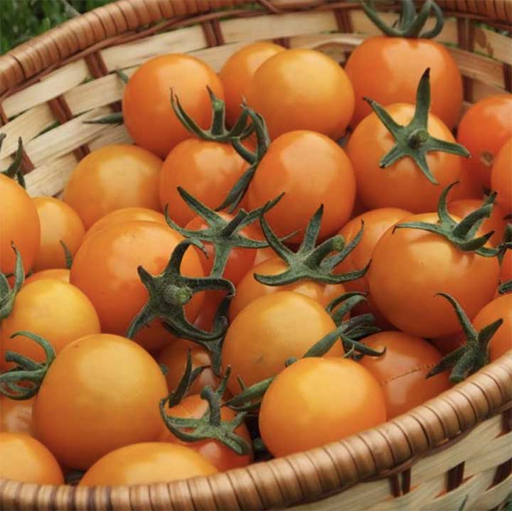 Sunorange Indeterminate Tomatoes
