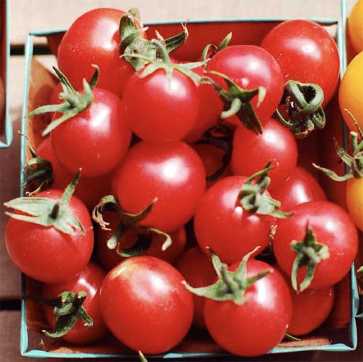 Sunpeach Indeterminate Tomatoes