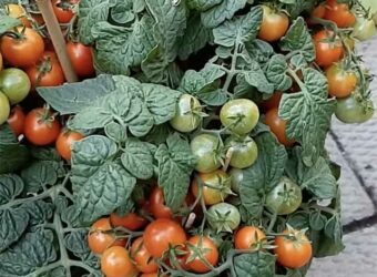 Tiny Tim Tomato – Growing Tiny Tim Tomatoes