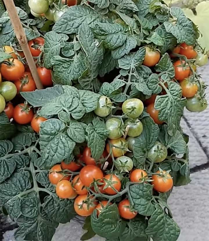forbrug Blinke band Tiny Tim Tomato - Growing Tiny Tim Tomatoes - Backyard Gardeners Network