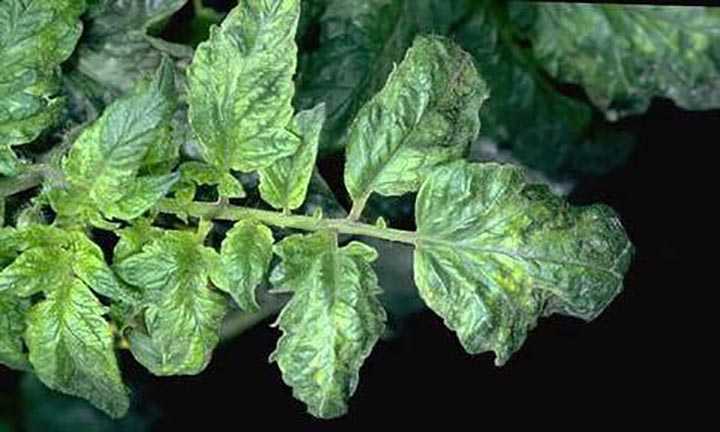 Tobacco Mosaic Virus disease of tomatoes caused by Various Tobamoviruses including Tobacco mosaic virus and Tomato mosaic virus