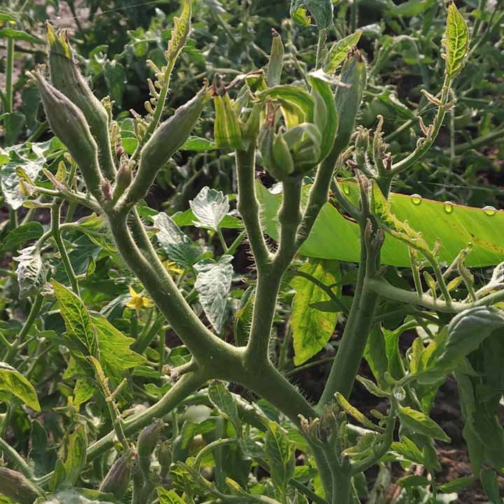 Tomato Big Bud disease of tomatoes caused by Beet leafhopper transmitted viresence agent