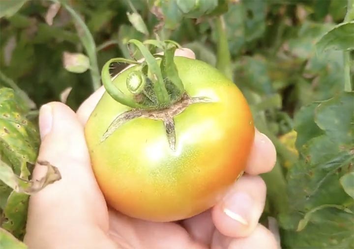 Tomato Fruit Cracking