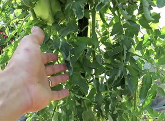 Why Are My Tomato Leaves Curling? – Causes, Prevention and Treatment