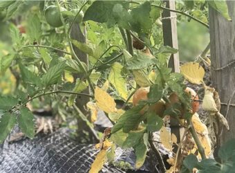 Why Are My Tomato Leaves Turning Yellow? – Causes, Prevention and Treatment
