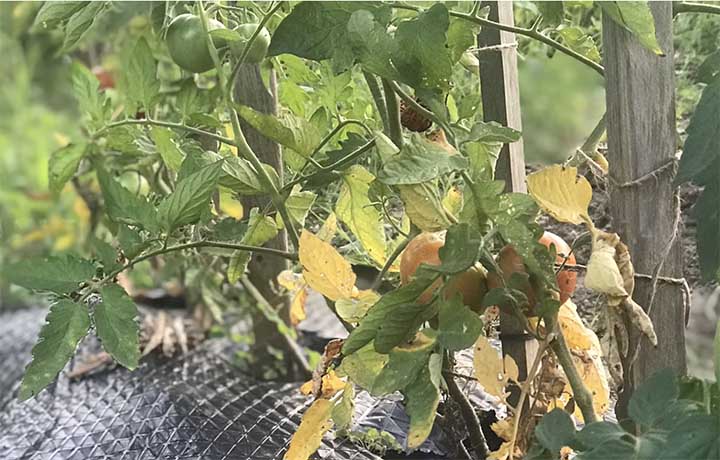 Tomato plant leaves turning yellow