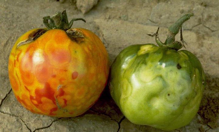 Tomato Spotted Wilt Virus Fruits Symptoms