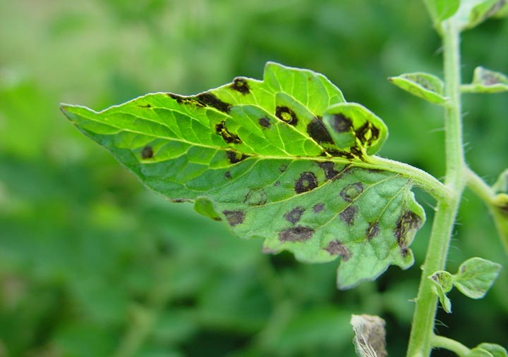 Tomato spotted wilt virus on Tomato Leaves