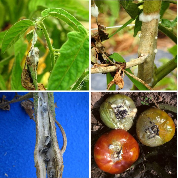White Mold Tomato Disease Symptoms on Leaves, Stems, Fruits