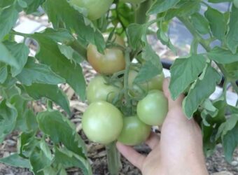 How to Grow Arkansas Traveler Tomatoes