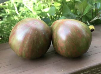Berkeley Tie Dye Tomato – How to Grow Berkeley Tie Dye Tomato