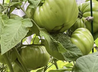 How to Grow Brandywine Tomatoes