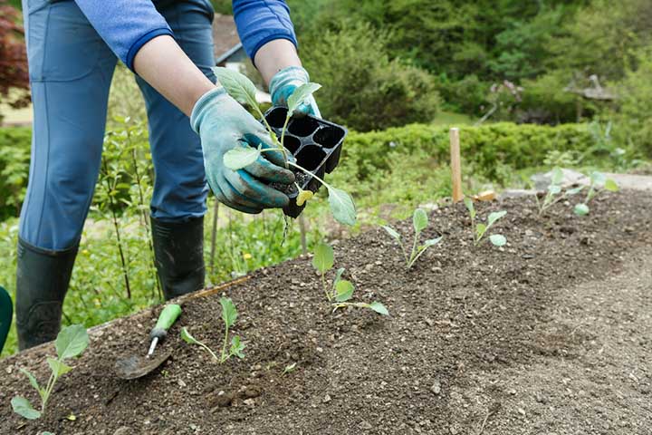 What Stages of Growth Is Broccoli Most Likely to Wilt and Fall Over?