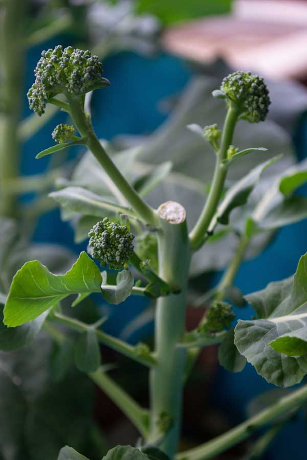 broccoli side shoots