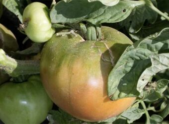 How to Grow Cherokee Purple Tomatoes