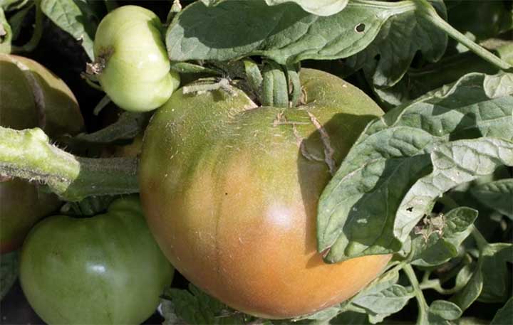 cherokee purple tomato