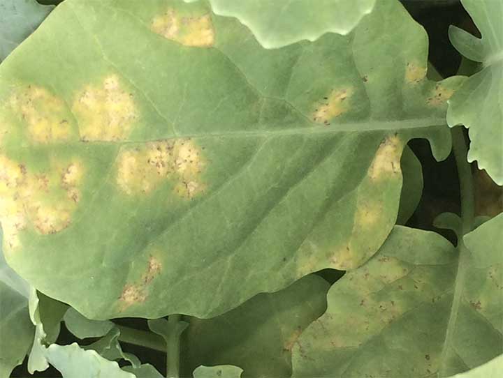 Downy mildew (Hyaloperonospora parasitic)