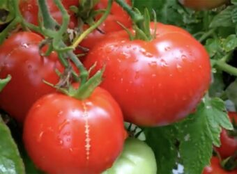 How to Grow Early Girl Tomatoes