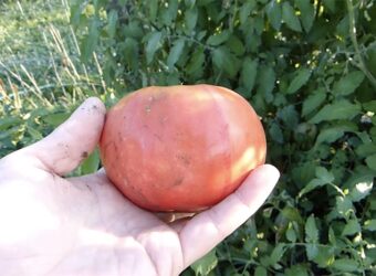 German Johnson Tomato – How to Grow German Johnson Tomatoes